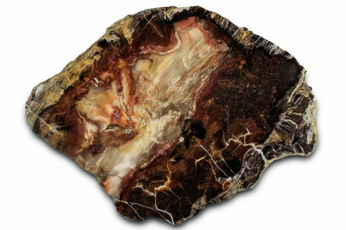 Polished Petrified Wood Slab - Utah #358888